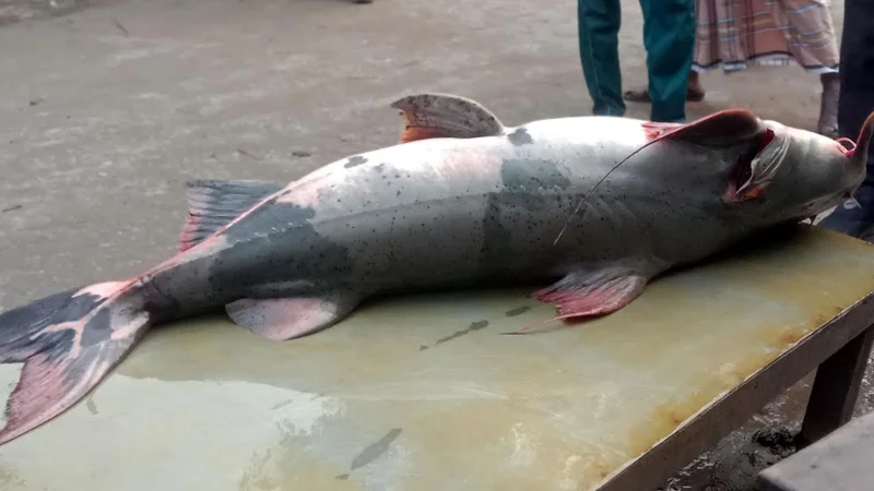 জেলেদের জালে ধরা পড়ল ৩৮ কেজি ওজনের বাঘাইড়